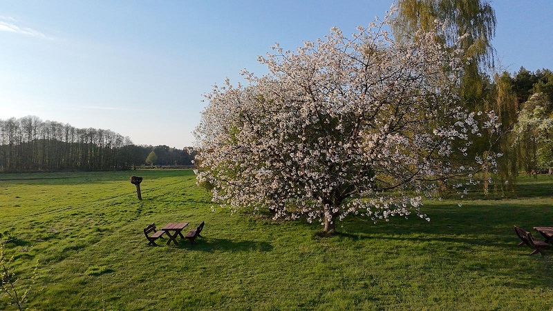 Kirschbaum